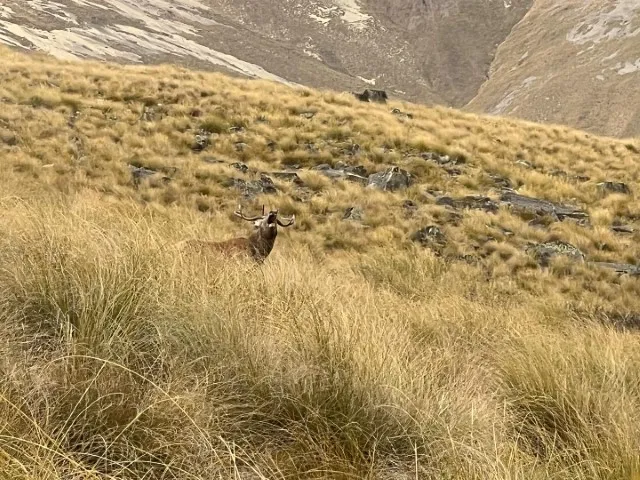 south island hunting adventure photo deer our in central otago grass