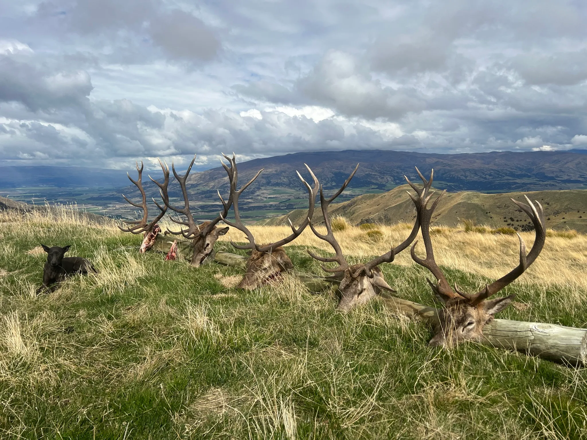 deer lined up that have been hunted on a trip in cromwell and queenstown area