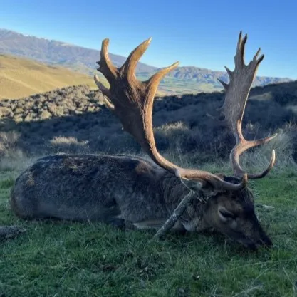 deer lying down in the grass