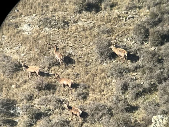 south island hunting adventure photo