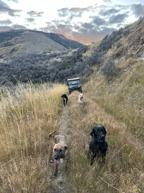 dogs running up a track on a south island deer hunt