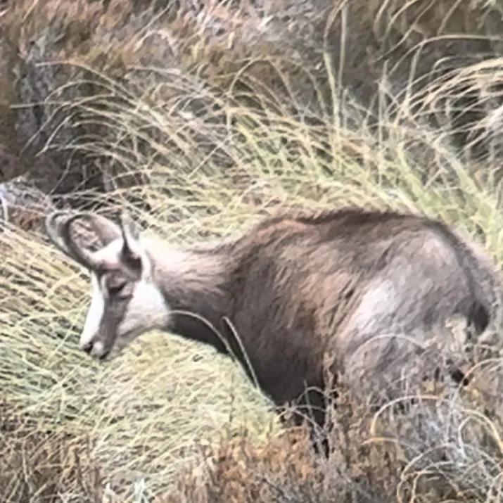 south island hunting adventure photo hunting spottin through scope