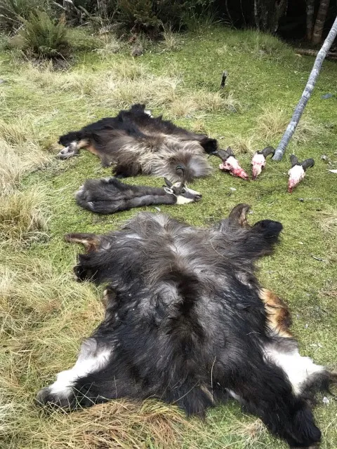 coats of fur from a hunt in new zealand south island