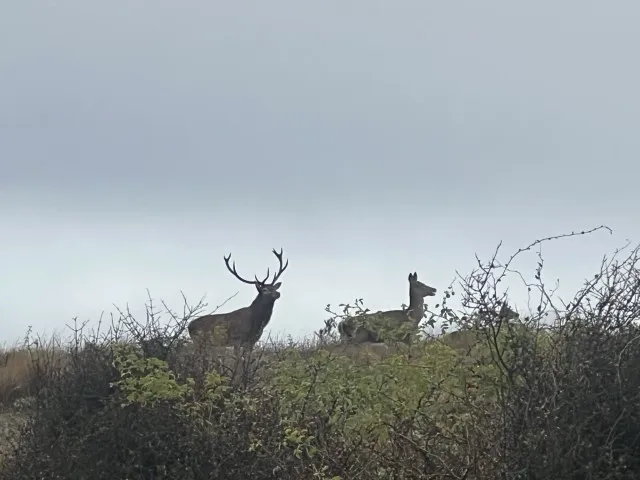 south island hunting adventure red stag stags on the ridge