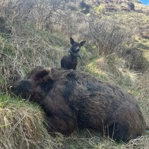 dog and a pig at a south island hunting trip 